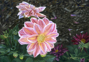 Dahlias