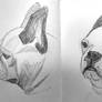 Boston Terrier Sketch