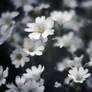 Nawak White Flowers Wallpaper