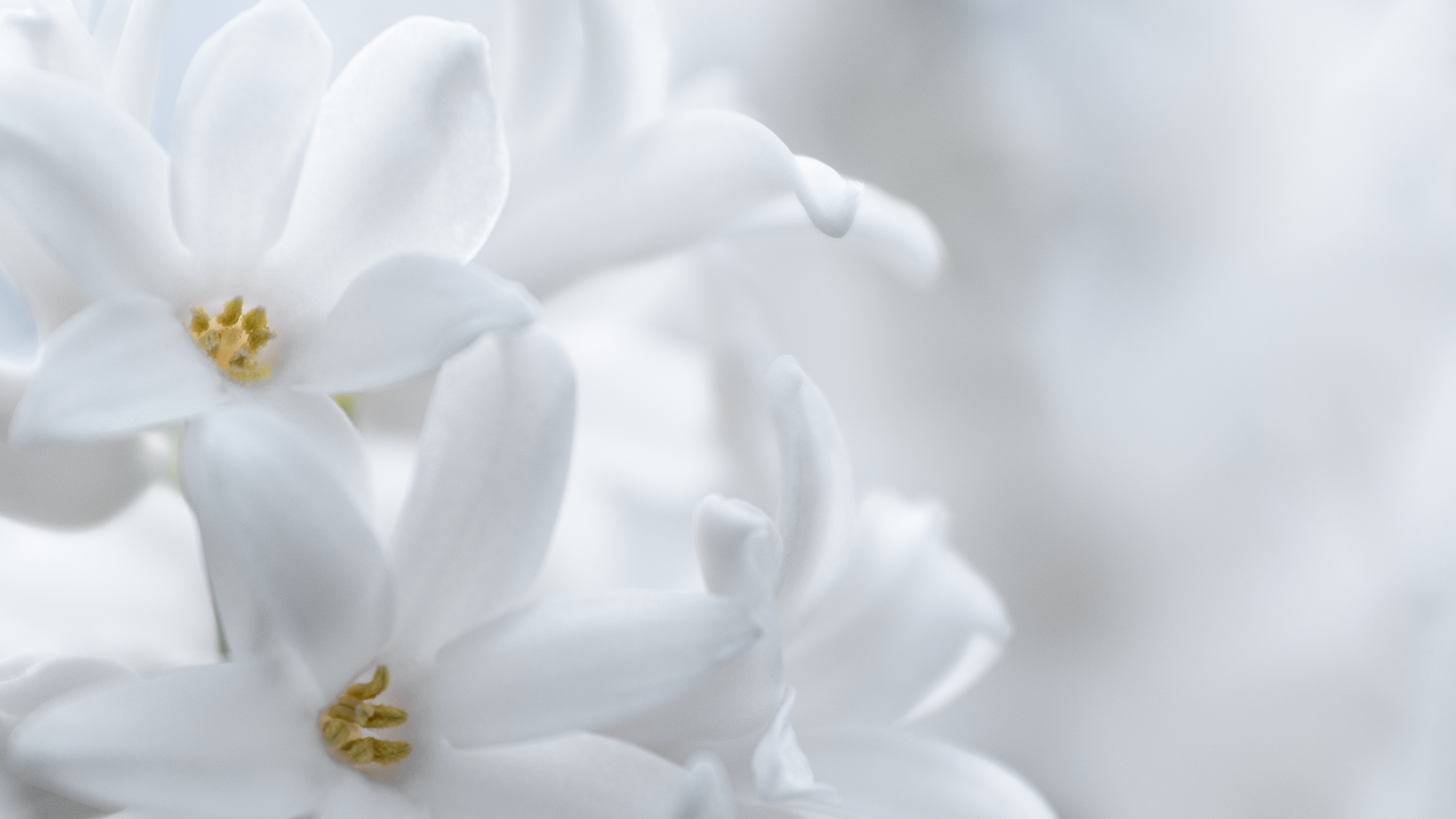 Nawak White Flowers Wallpaper By Pierre Lagarde On Deviantart