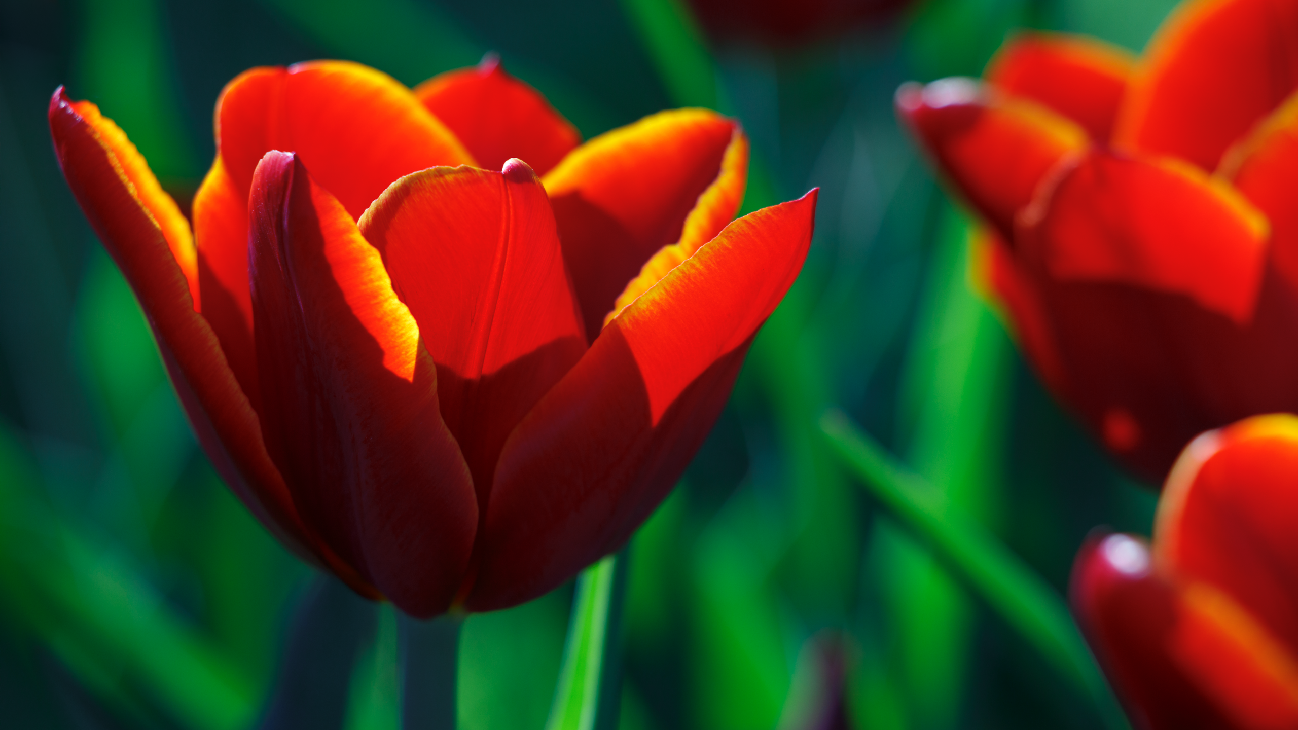 Nawak Tulip Wallpaper 2