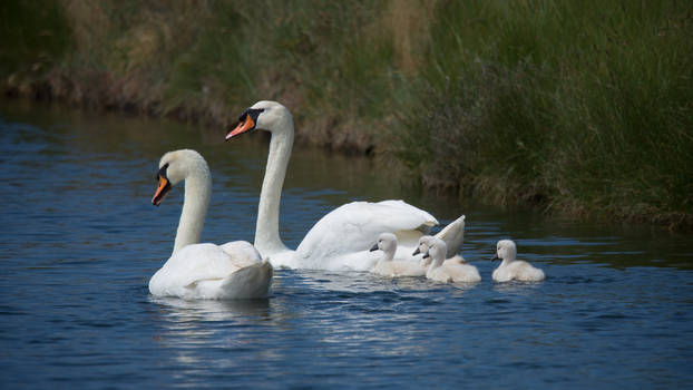 Swan Family Wallpaper