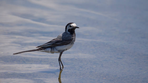 White Wagtail Wallpaper