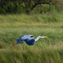 Blue Heron Lift-off - wallpaper