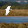 Aigret In Flight