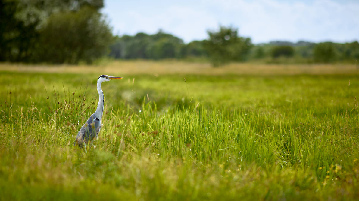 The Dream of the Blue Heron 1 - Wallpaper