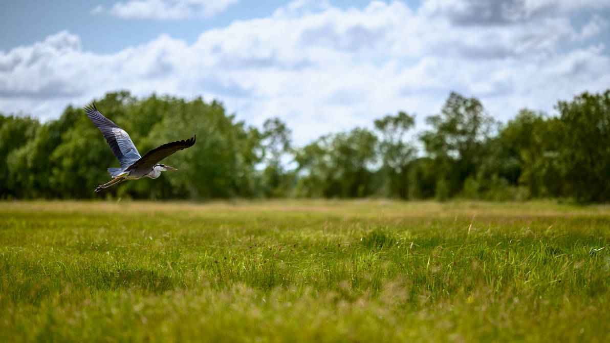 The Dream of the Blue Heron 2 - Wallpaper