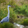 Heron again Wallpaper