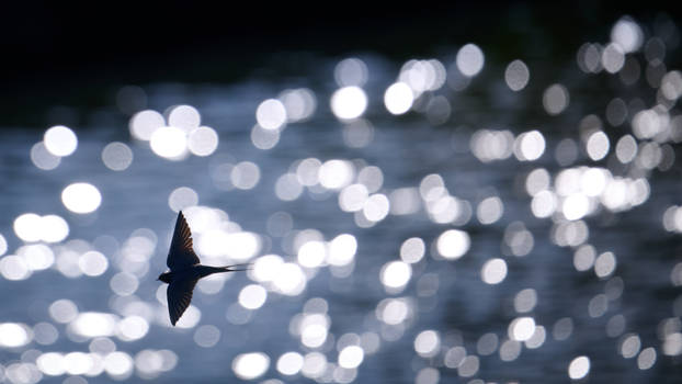 Fly Away VI - Wallpaper