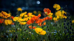 Spring In The City - Wallpaper