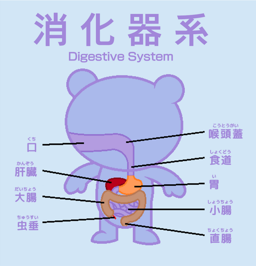 HTF Digestive System (Japanese) by KaplanBoys214 on DeviantArt