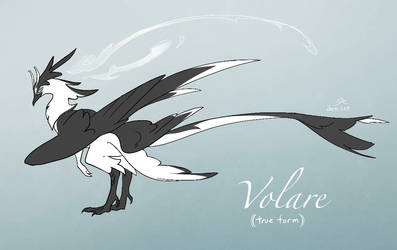 Volare Design 