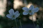 Pale Beauties by ApplesCarrotsnGrain