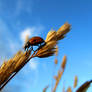 Ladybug in the field