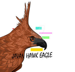 Tmp 3105-javan-hawk-eagle-3384039254