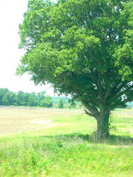 Tree in the Middle of Nowhere