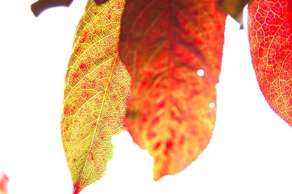 pretty leaves