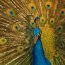 Pavo Real