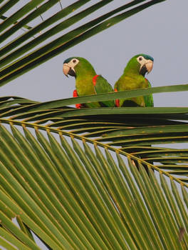 Noble Macaws