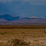 Landscape, Vicuna