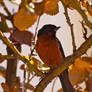 Russet Flowerpiercer- Updated