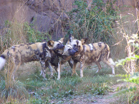 Three African Dogs