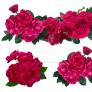Roses 4 - Stock