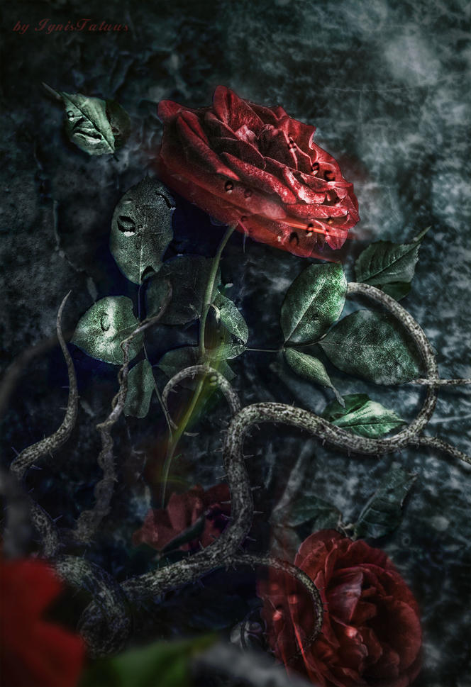 Gothic rose by IgnisFatuusII