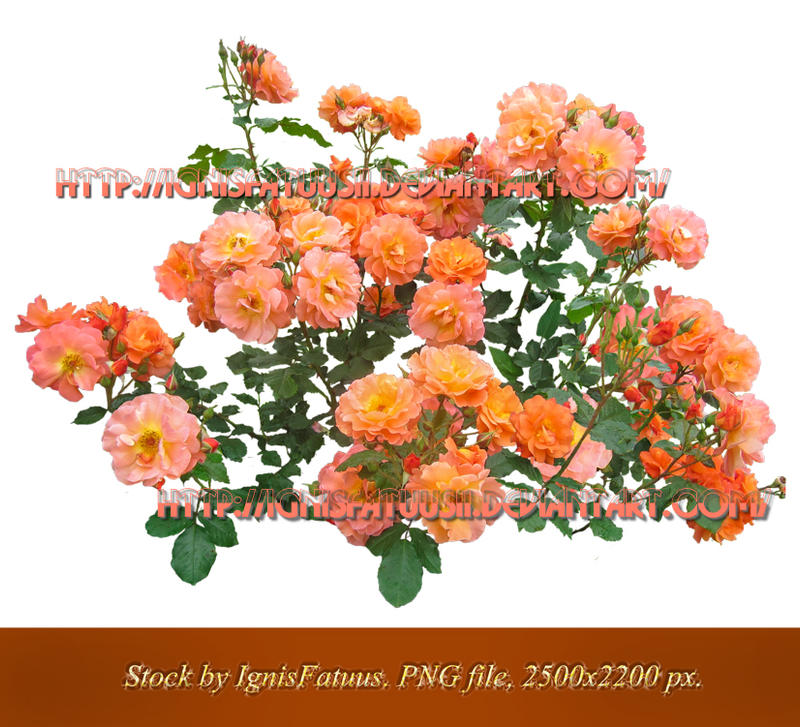 Roses_ Stock Flowers by IgnisFatuusII Roses_ Stock Flowers by IgnisFatuusII