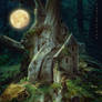 Enchantment of nightly forest