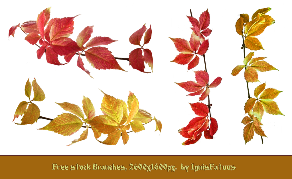 Branches_Free stock by IgnisFatuusII