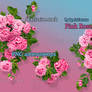 Pink roses exclusive stock