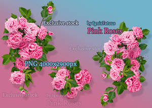 Pink roses exclusive stock