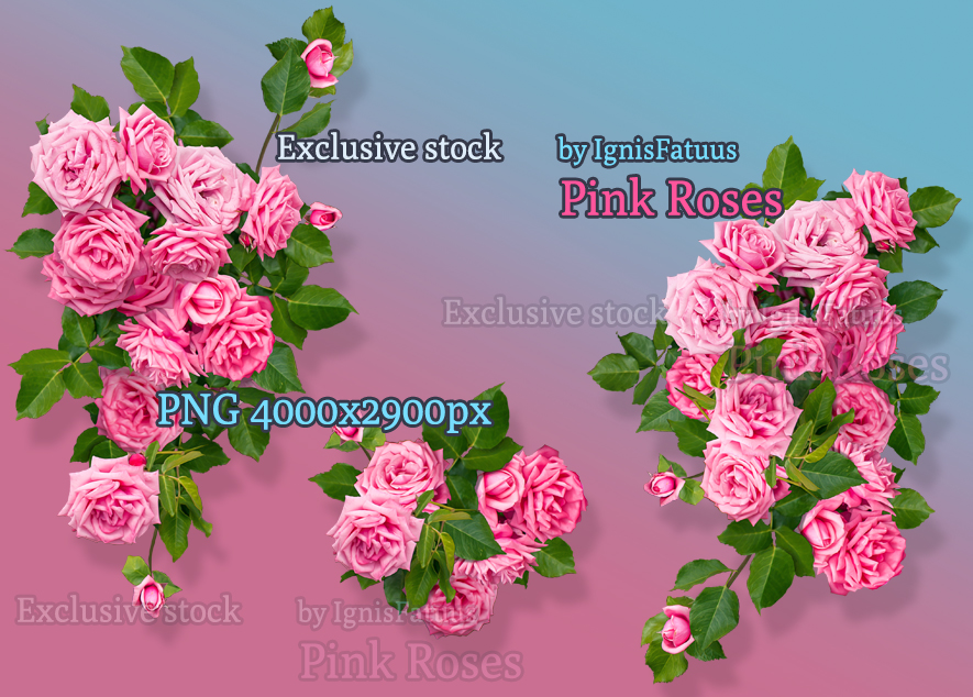 Pink roses exclusive stock by IgnisFatuusII