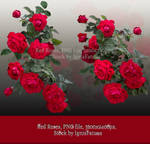 RedRoses-premium stock preview 19 by IgnisFatuusII