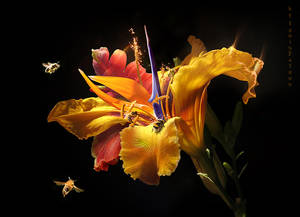 NectariferousFlower by IgnisFatuusII NectariferousFlower by IgnisFatuusII