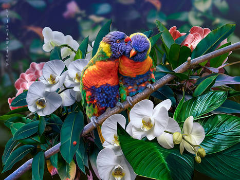 Parrots.