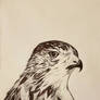 Ballpoint pen hawk