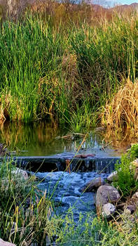 Clark County Wetlands 1