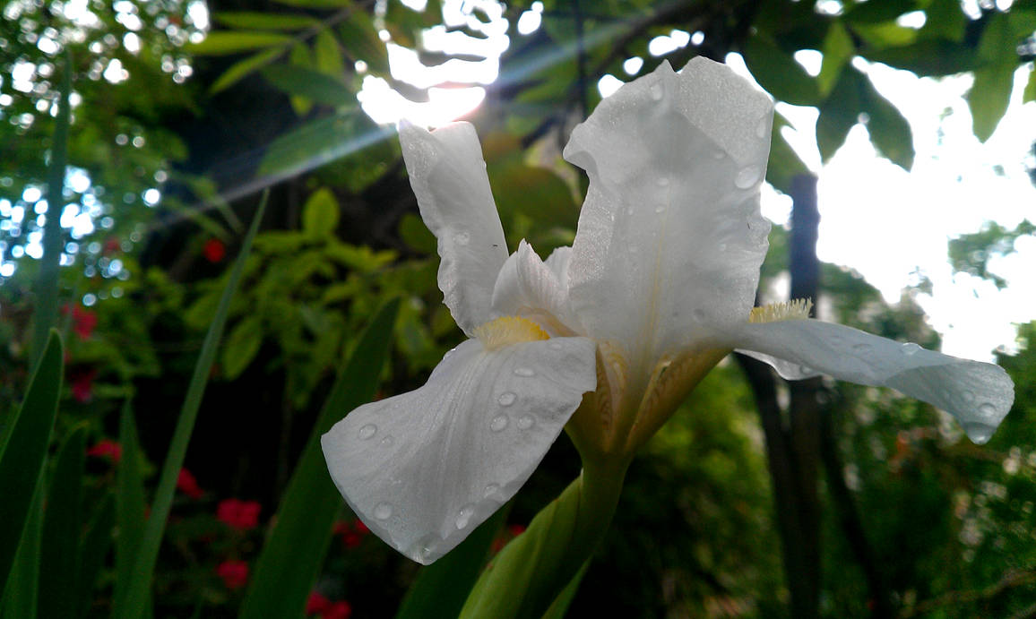 In garden of my grandparents by Elchacmool on DeviantArt