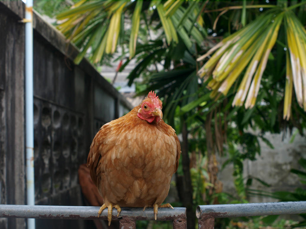 Some random chicken by PaewWaew on DeviantArt