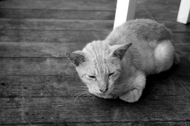 Gili Island Stray