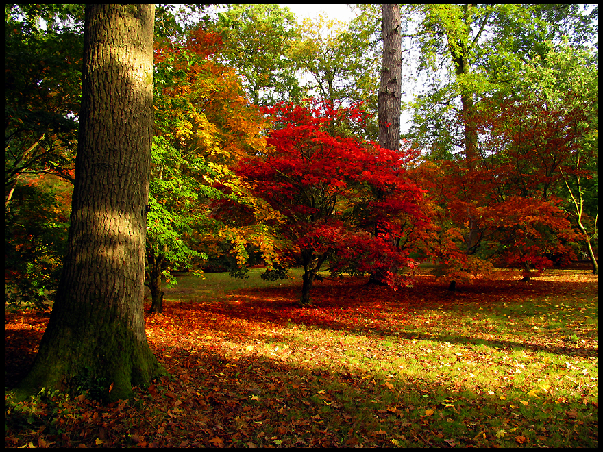 Autumn Peace