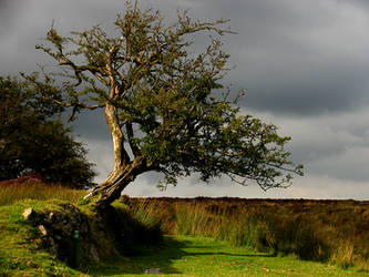 Portait of a Tree