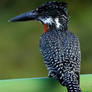 Giant Kingfisher Male