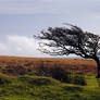 Moody Exmoor