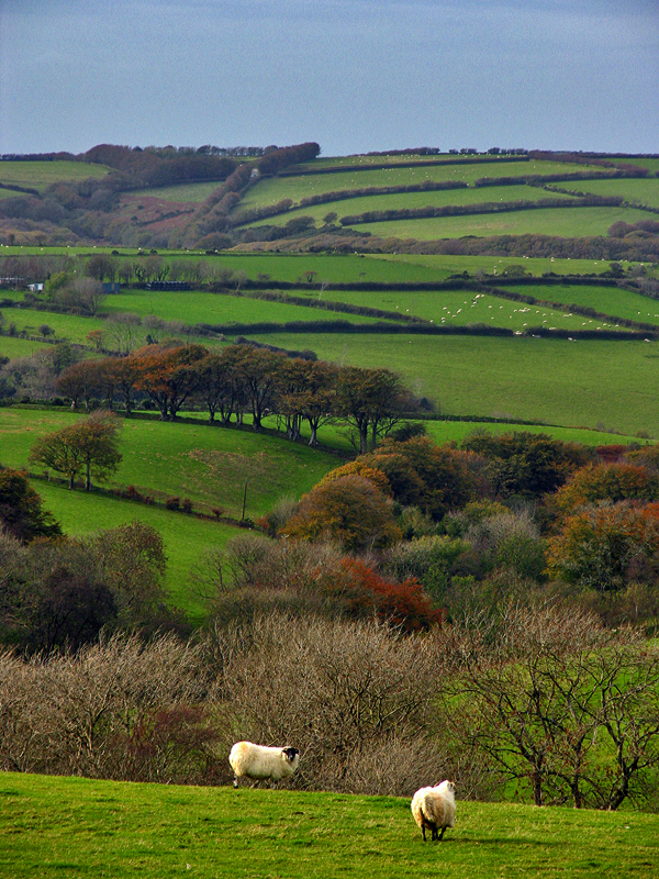 Rolling Hills of Devon