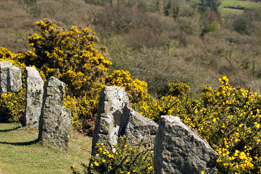 Spring Gorse