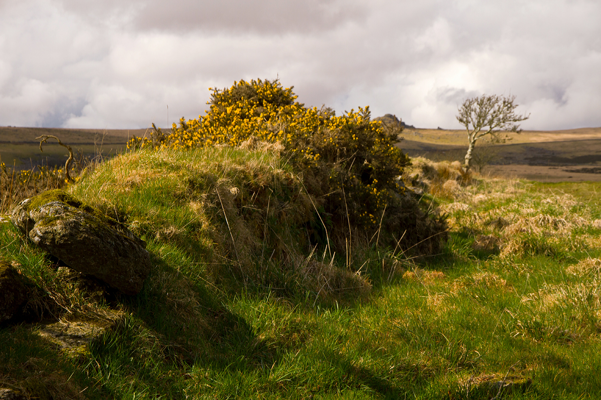 Dartmoor Light