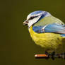 Blue Tit